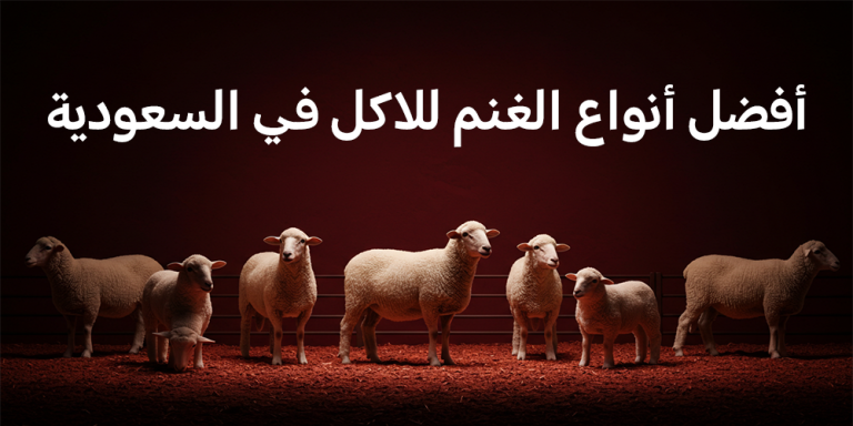 أفضل أنواع الغنم للاكل في السعودية