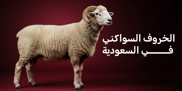 الخروف السواكني في السعودية
