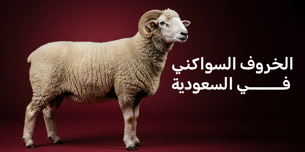 الخروف السواكني في السعودية