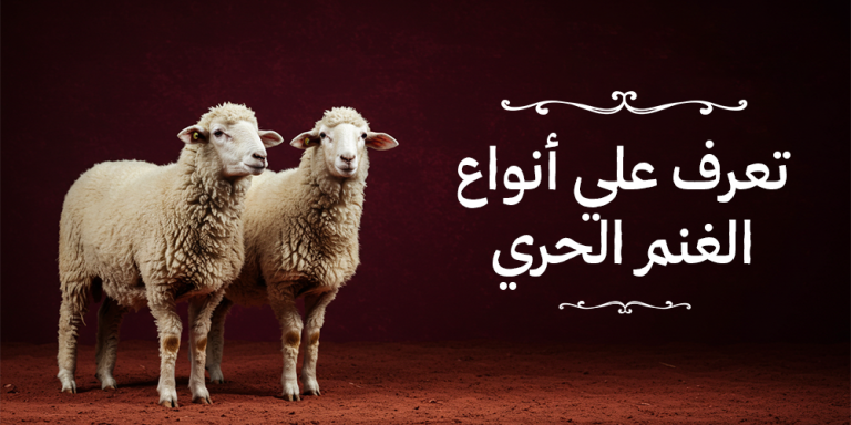 أنواع الغنم الحري